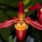 Phragmipedium Living Fire