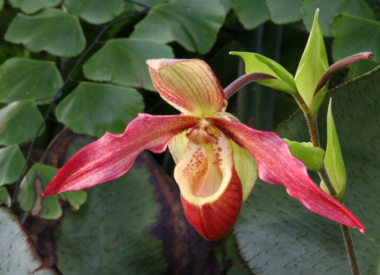 Phragmipedium 'Living fire'