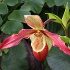 Phragmipedium 'Living fire'