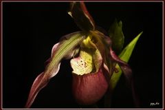 Phragmipedium Longifolium