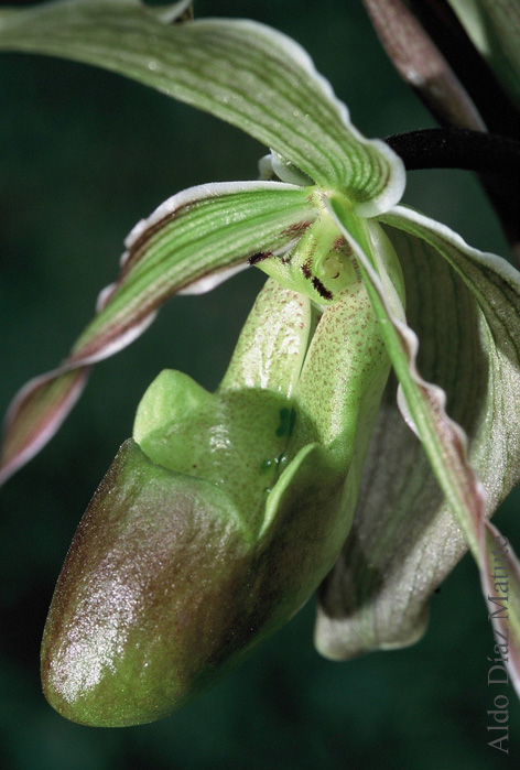 Phragmipedium longifolium