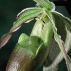 Phragmipedium longifolium