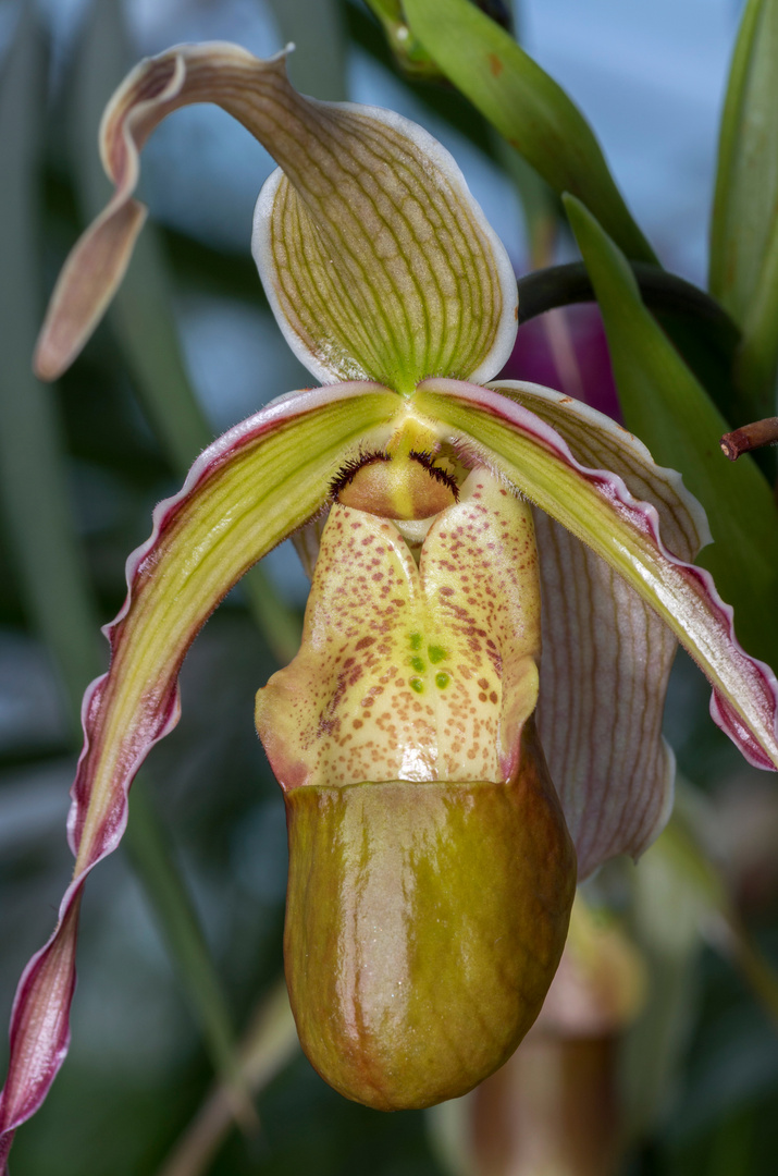 Phragmipedium Nitidissimum