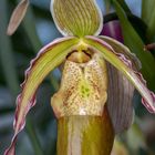 Phragmipedium Nitidissimum