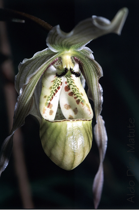 Phragmipedium Perceae