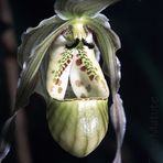 Phragmipedium Perceae