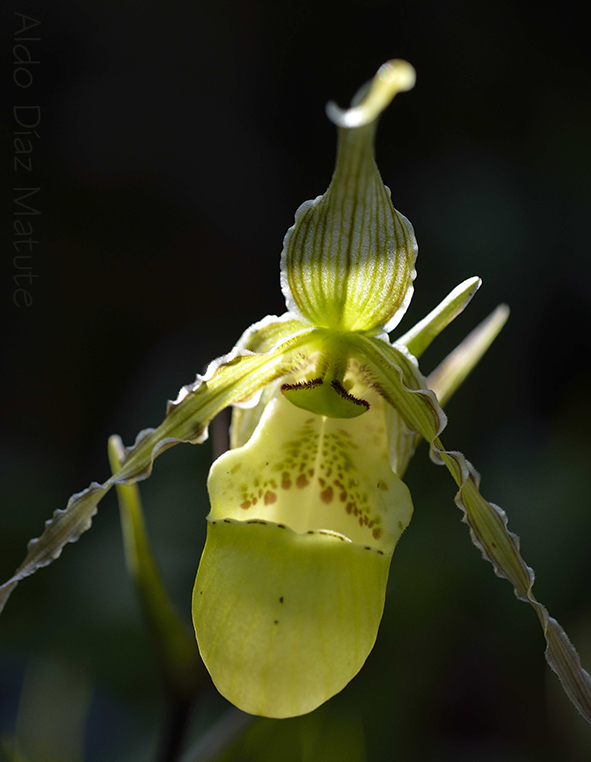 Phragmipedium richteri