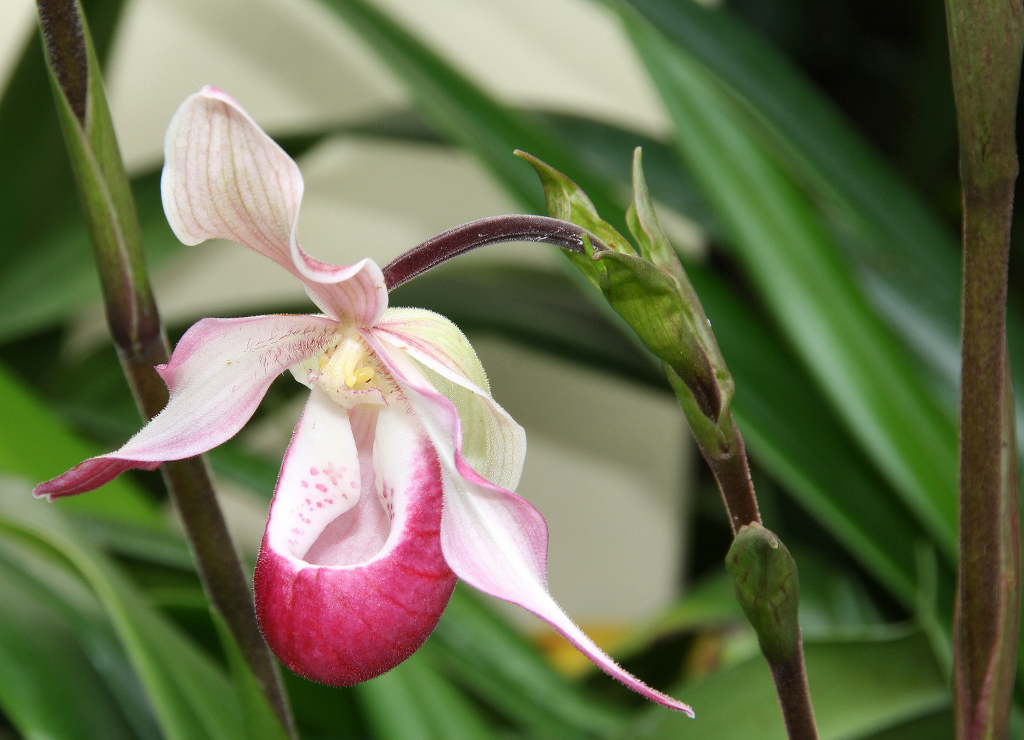 Phragmipedium 'Schroederae'