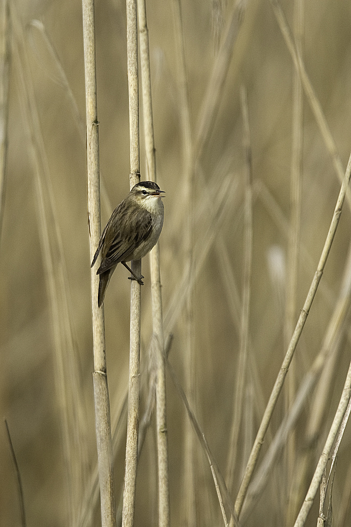 Phragmite des joncs