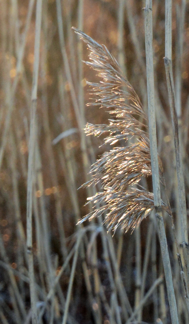 Phragmites australis