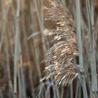 Phragmites australis