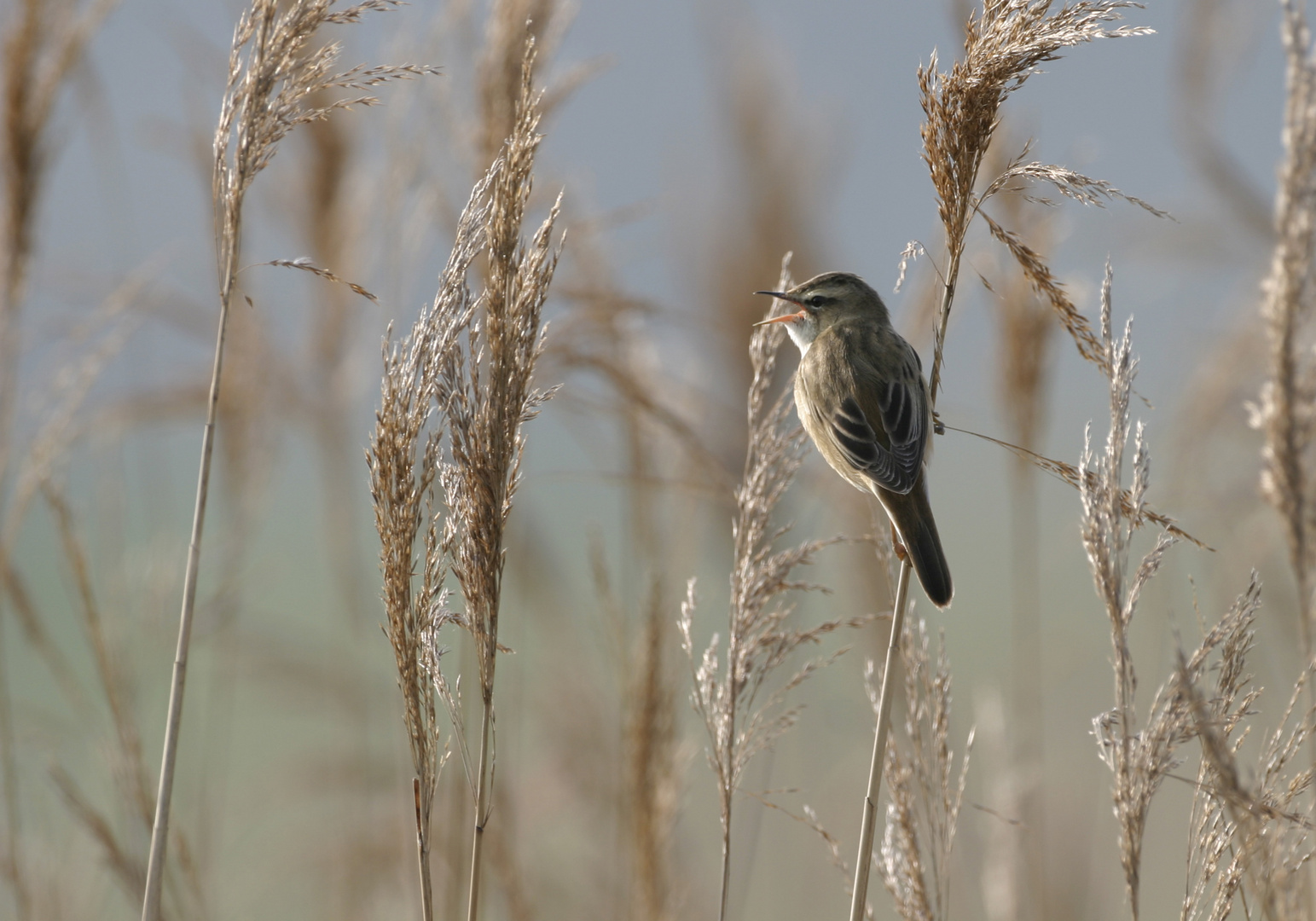 phragmites des joncs