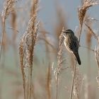 phragmites des joncs