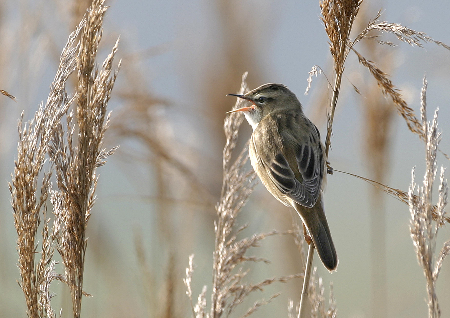 phragmites des joncs