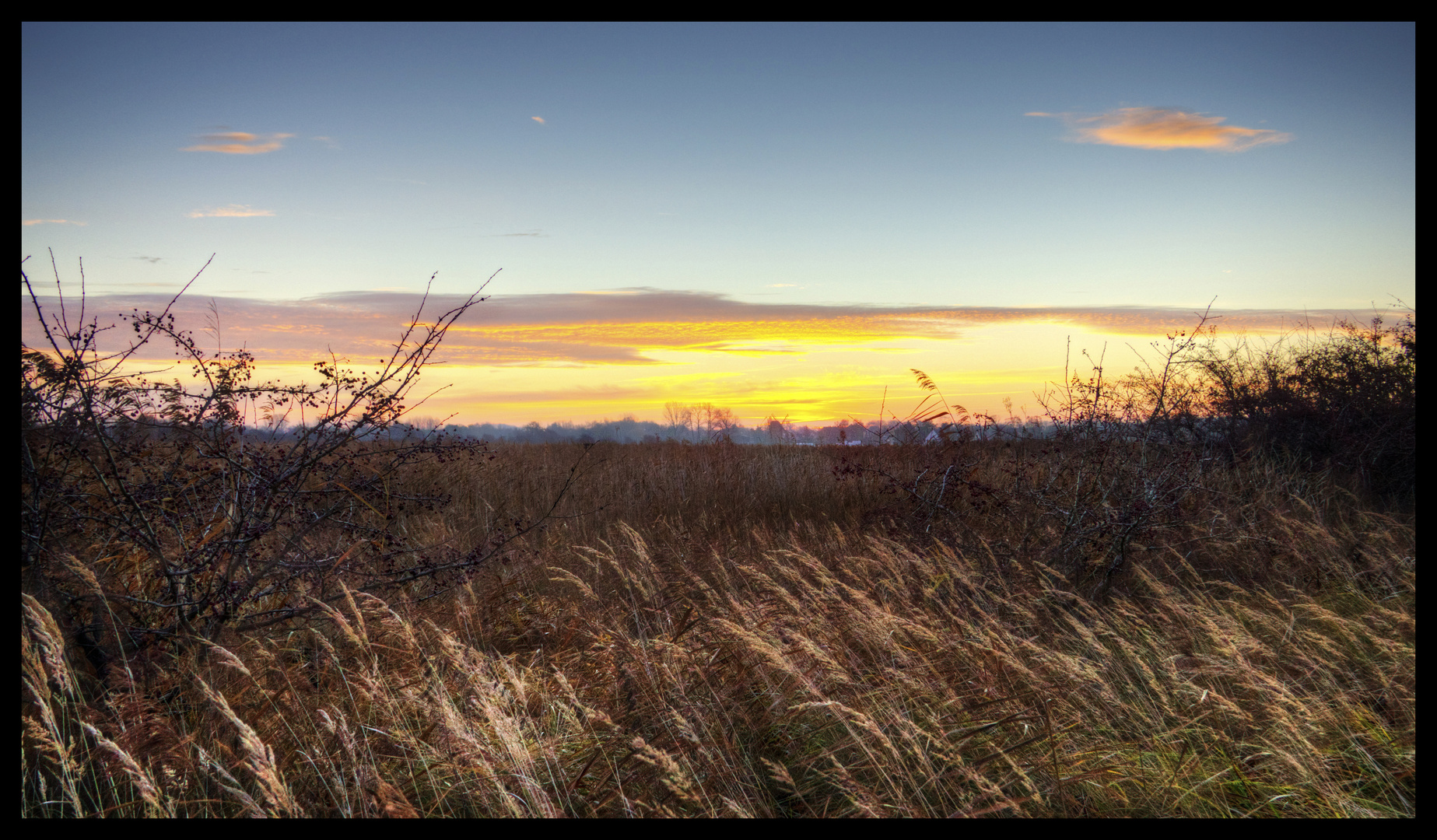 Phragmites