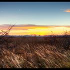 Phragmites