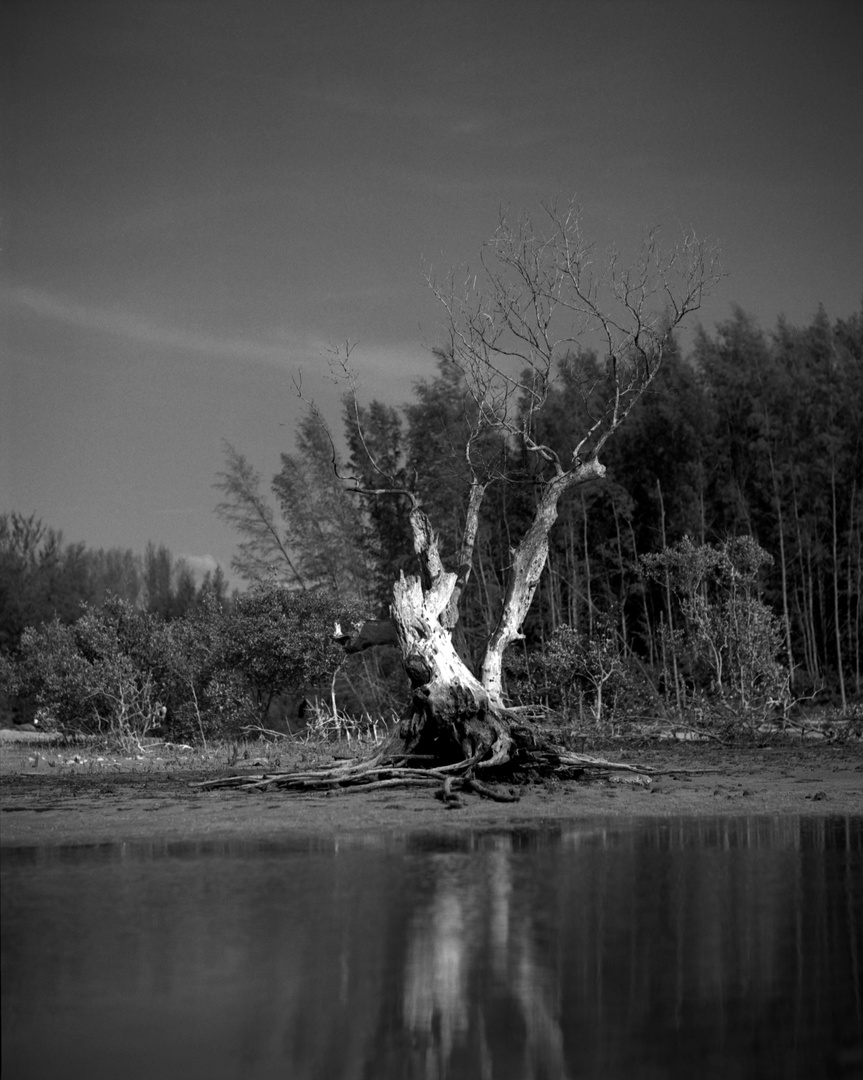 Phuket Beach - Skelett-Baum