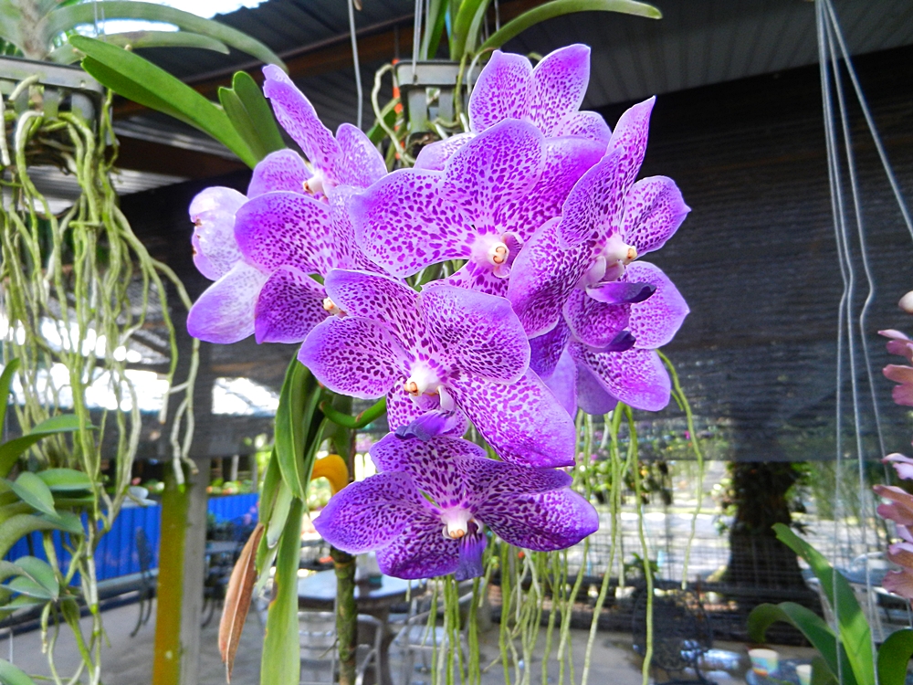 Phuket, Besuch einen Orchideefarm.