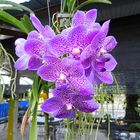 Phuket, Besuch einen Orchideefarm.