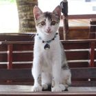 Phuket Cat