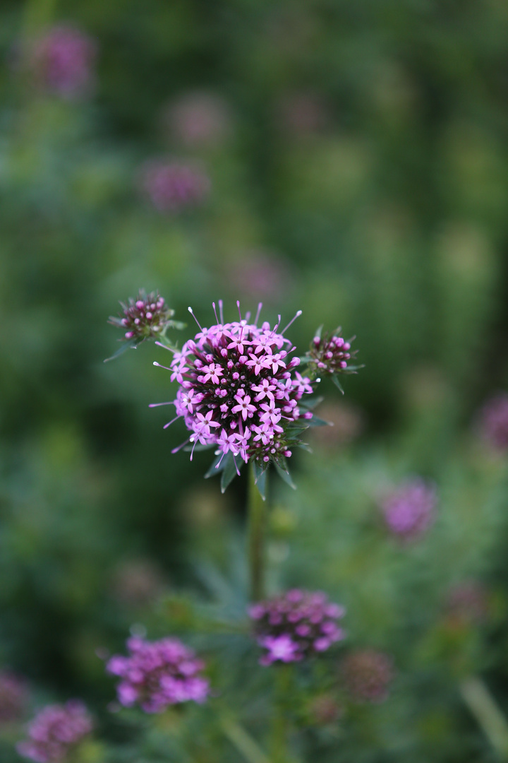 Phuopsis Stylosa