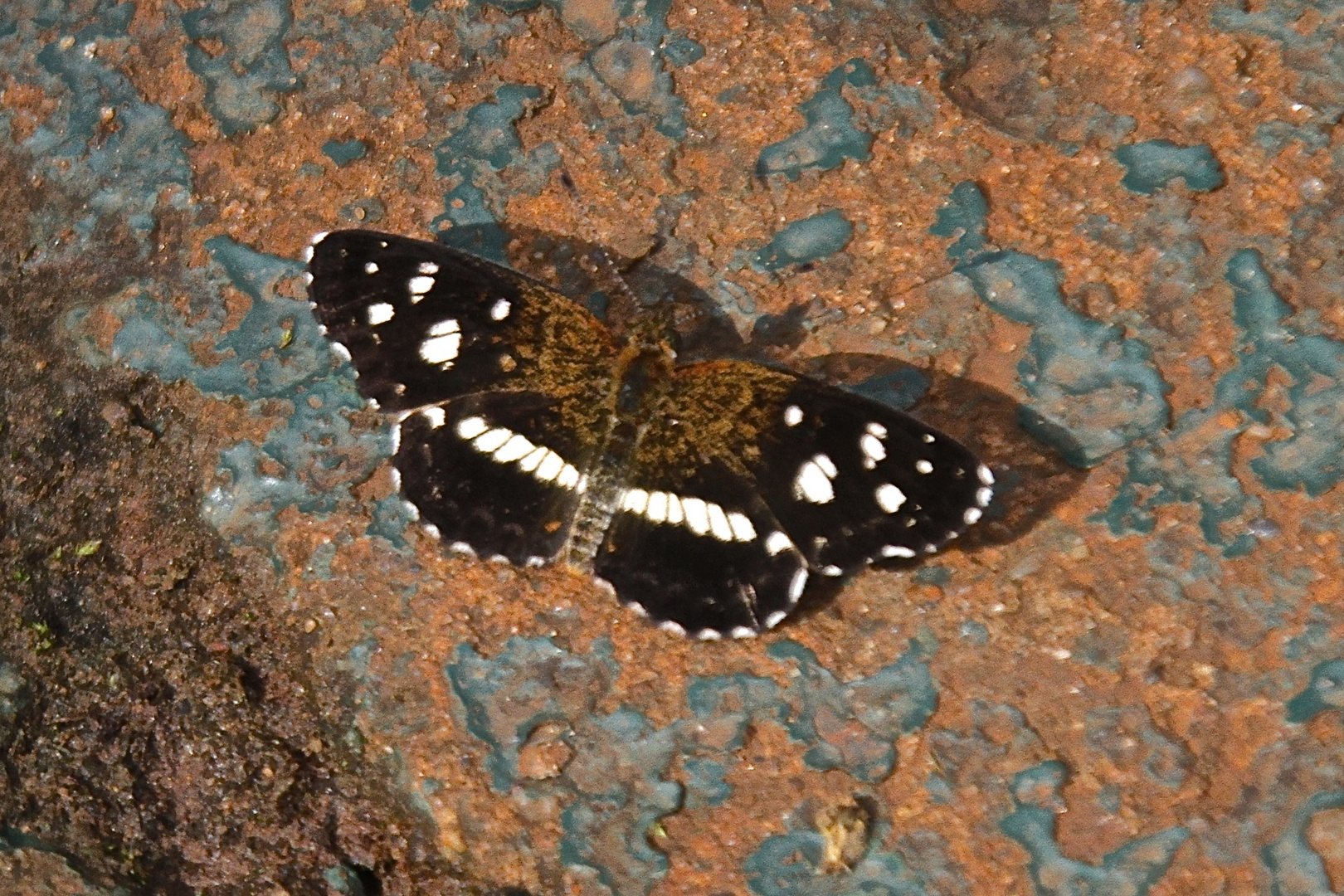 Phyciodes texana