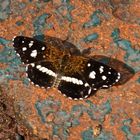 Phyciodes texana