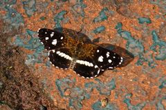 Phyciodes texana