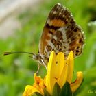 Phyciodes Tharos