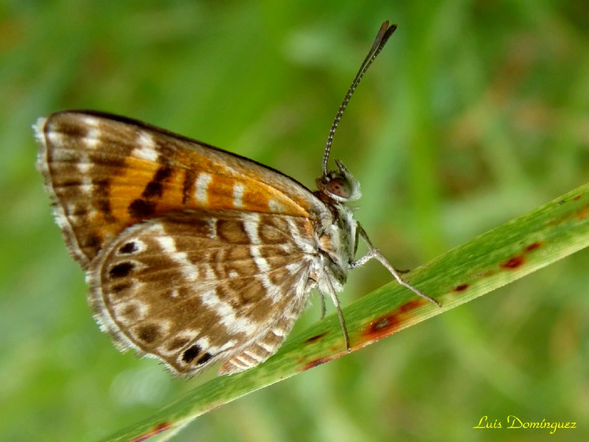 Phyciodes Tharos