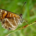 Phyciodes Tharos