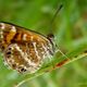 Phyciodes Tharos