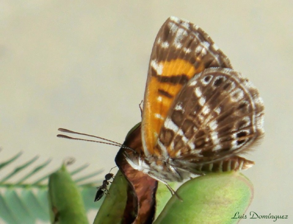 Phyciodes Tharos I