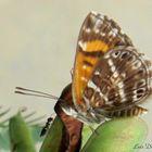 Phyciodes Tharos I