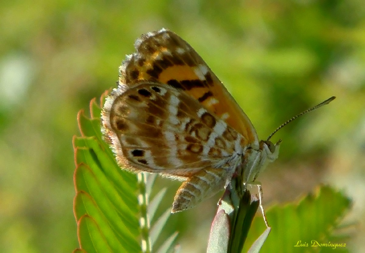 Phyciodes Tharos II