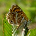 Phyciodes Tharos II