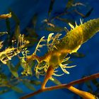 Phycodurus eques, noto come leafy sea dragon.