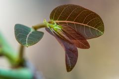 Phyllanthus mirabilis