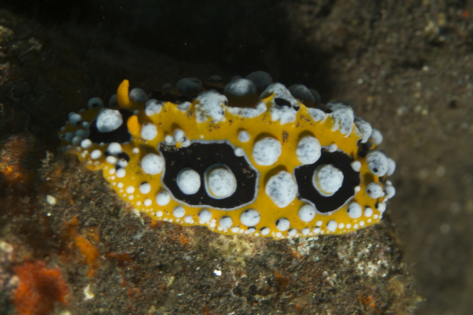 Phyllidia ocellata