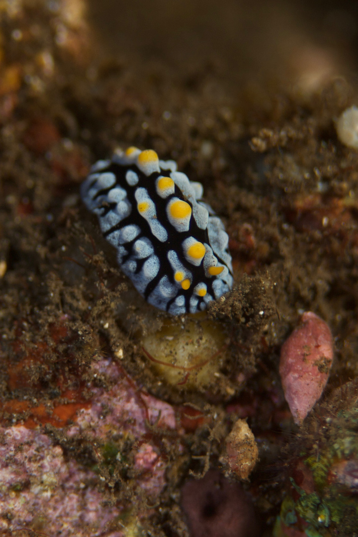 Phyllidia vericosa