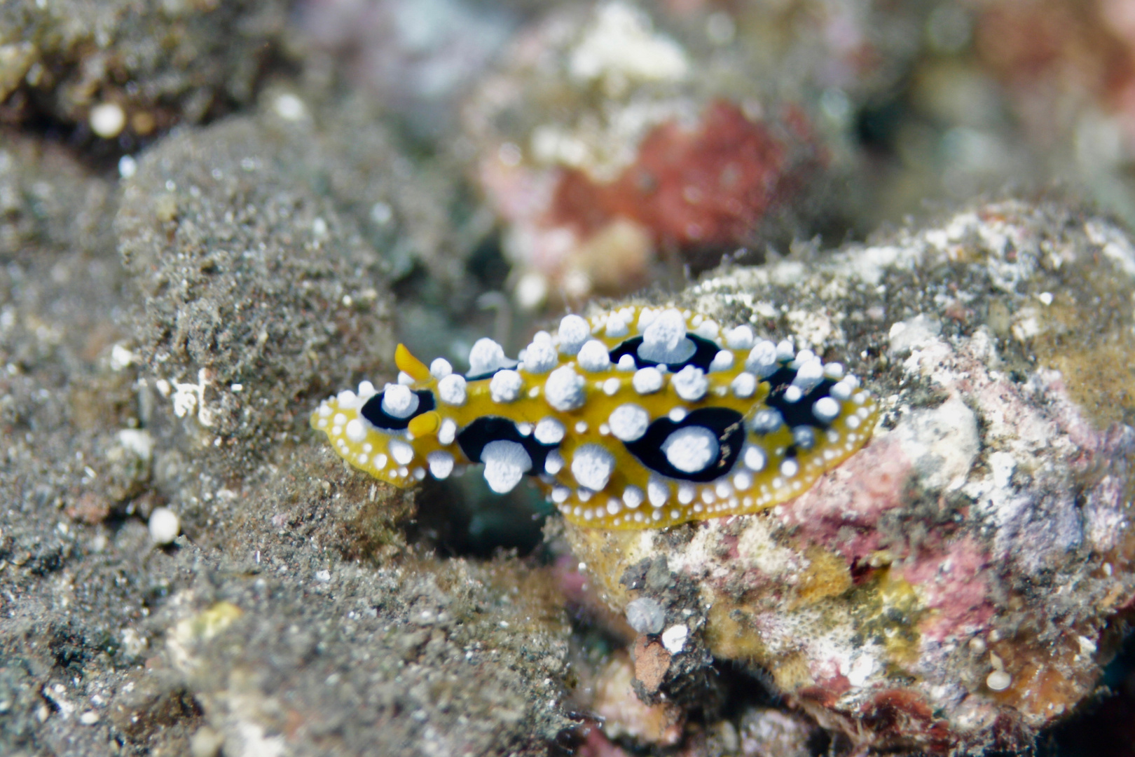 Phyllidiella ocellata 