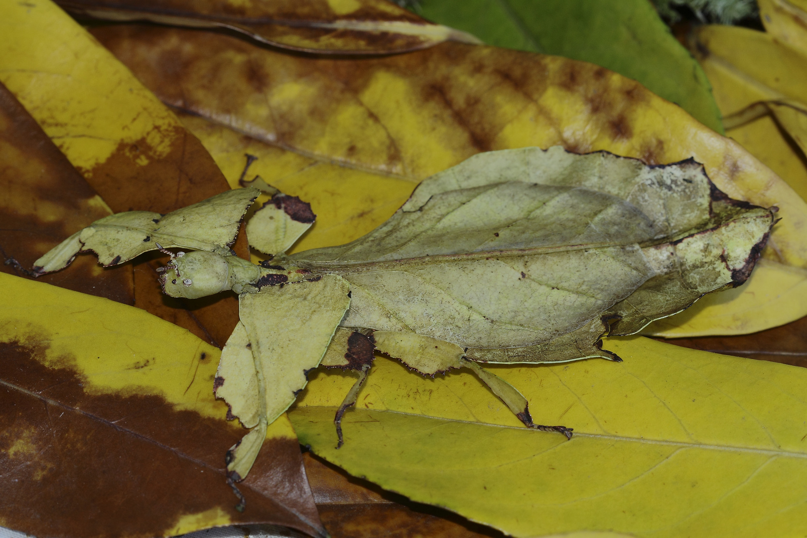 Phyllie (Phyllium giganteum)