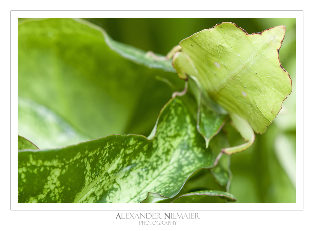 Phyllium Celebicum