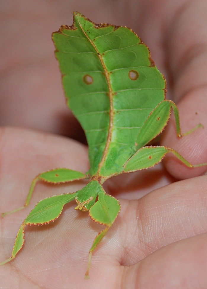 Phyllium celebicum.