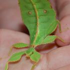 Phyllium celebicum.