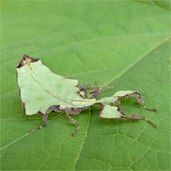 . phyllium giganteum .