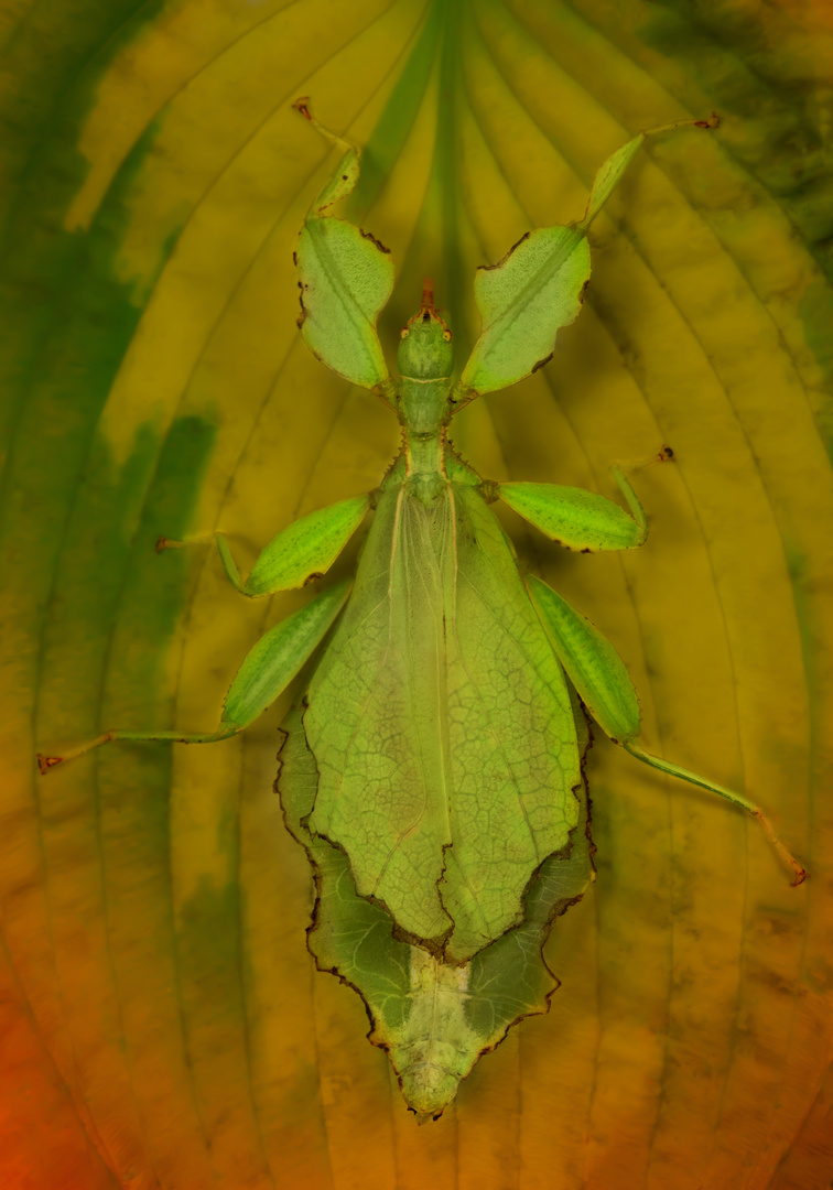 Phyllium giganteum