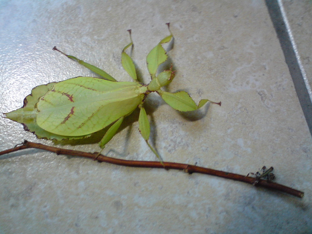 Phyllium siccifolium(Wandelndes Blatt)