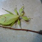 Phyllium siccifolium(Wandelndes Blatt)