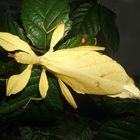 Phyllium spec. "Phillipinen", gelbe Farbmorphe